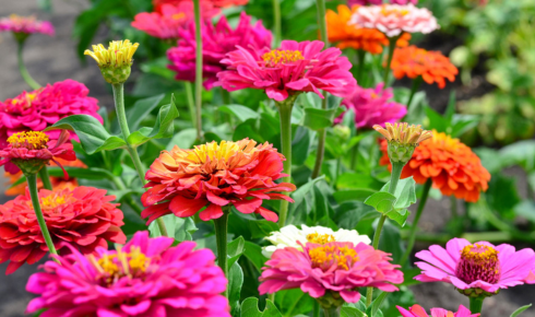 seasonal flowers